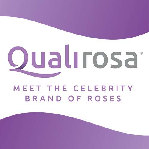 Qualirosa Celebrity Roses by Vianen Flowers